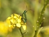 Morocco Beetle - 9