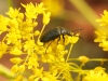 Morocco Beetle - 3 IMG_8528