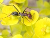Ants - 1