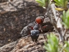 Ants - 2