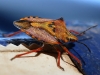 Insects: Order Hempitera - 9    20180614_8941