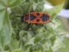 Insects: Order Hempitera - 1a