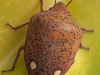 Insects: Order Hemiptera - 3
