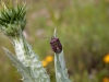 Insects: Order Hempitera - 2