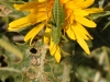 Insects: Order Hempitera - 5 IMG_8565