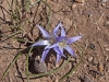 Bulb Plants of Morocco - 13