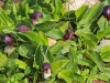 Bulb Plants of Morocco - 8
