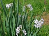 Bulb Plants of Morocco - 1a