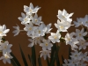 Bulb Plants of Morocco - 1a 150228_1258