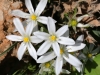Bulb Plants of Morocco - 11