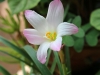 Bulb Plants of Morocco - 18