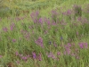 Bulb Plants of Morocco - 5a