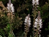 Bulb Plants of Morocco - 10b
