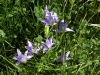 Bulb Plants of Morocco - 4