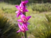 Bulb Plants of Morocco - 5c