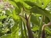 Bulb Plants of Morocco - 9
