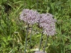 Bulb Plants of Morocco - 7a