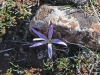 Bulb Plants of Morocco - 14