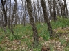 Bulb Plants of Morocco - 10a