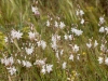 Bulb Plants of Morocco - 10c