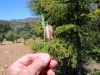 Bulb Plants of Morocco - 15