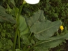 Bulb Plants of Morocco - 6