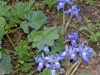 Bulb Plants of Morocco - 2a