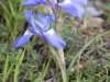 Bulb Plants of Morocco - 2b
