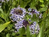 Bulb Plants of Morocco - 17