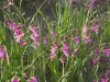 Bulb Plants of Morocco - 5b