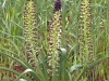 Bulb Plants of Morocco - 16