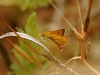 Butterflies - 22
