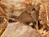 Butterflies - 21