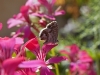 Butterflies - 15