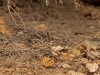Fauna Rif 5
