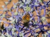 Butterflies - 13