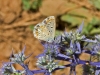 Butterflies - 10