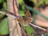Butterflies - 9