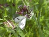 Butterflies - 8