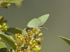 Butterflies - 7