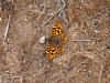 Fauna Dunes Lac Bou Areq 1