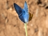 Butterflies - 6