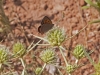 Butterflies - 5