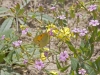 Butterflies - 3