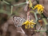 Butterflies - 1