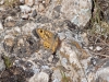 Butterflies - 2