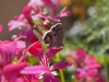 Hair Streak Butterfly