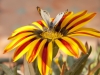 Gazantia With Butterfly