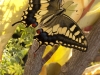 Swallowtail Butterfly 2