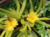 Dar Balmira Botanical Garden - Succulents - 1   1254
